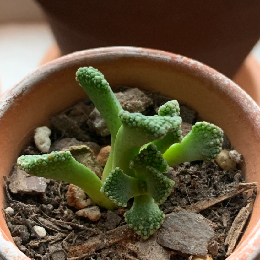 Concrete Leaf Living Stone succulent in a terracotta pot with visible soil and debris.