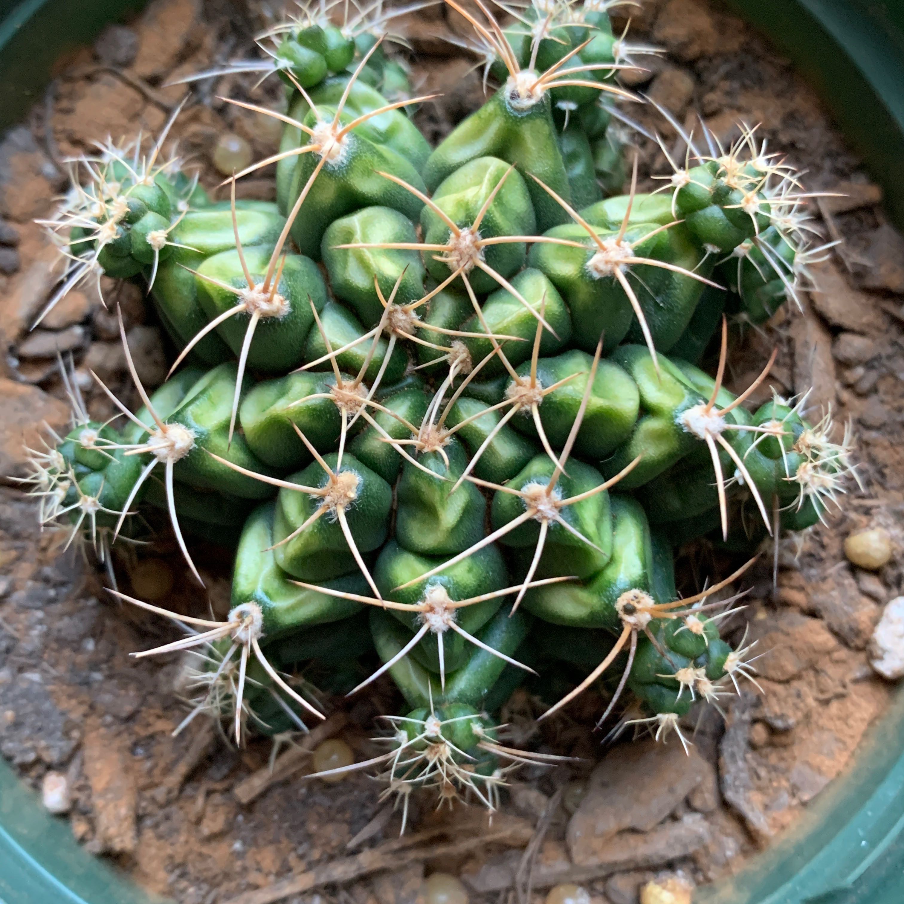 Photo of the plant species Gymnocalycium baldianum 'variegata' by @Shishi named Dylan on Greg, the plant care app