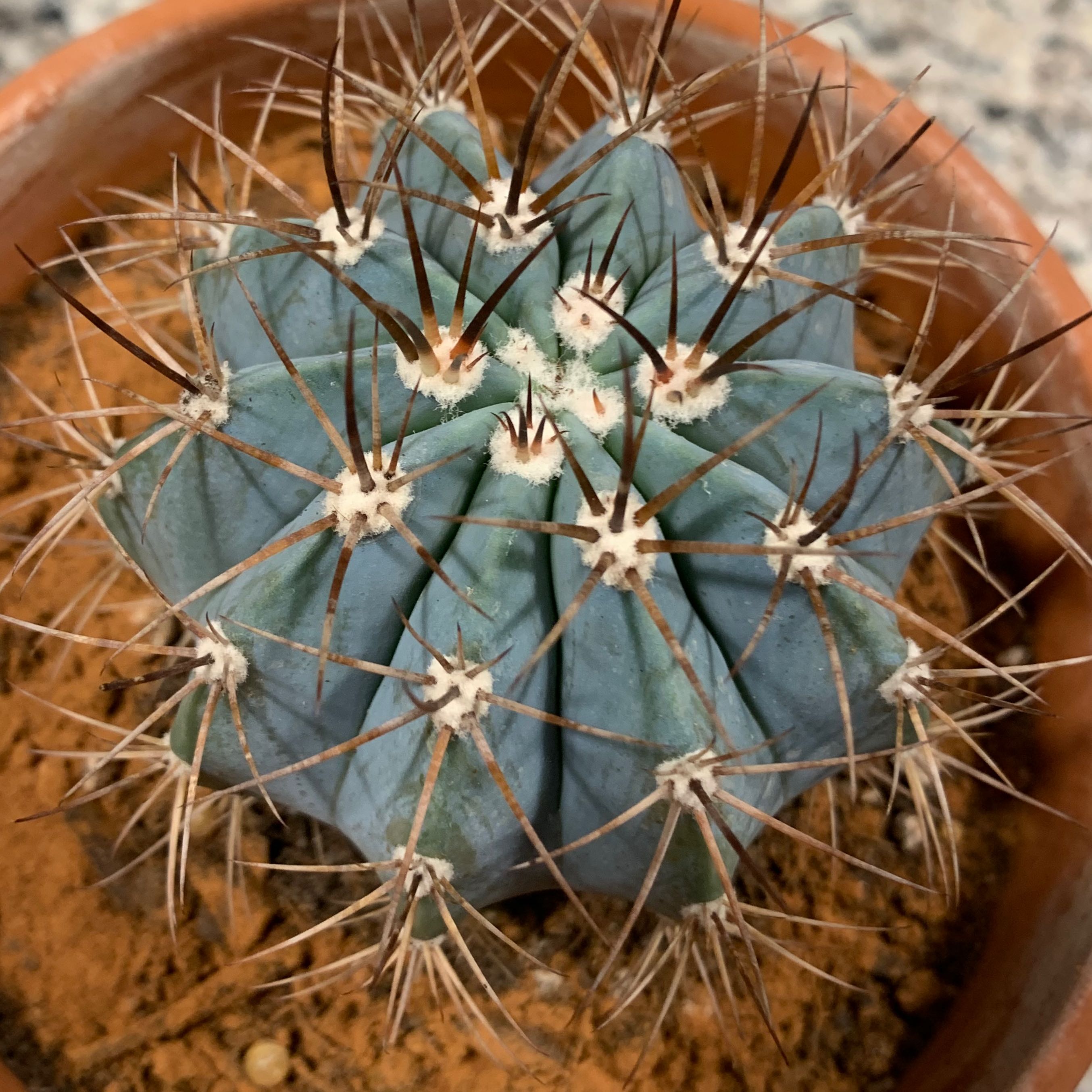 Melocactus azureus cactus in a terracotta pot with visible soil.