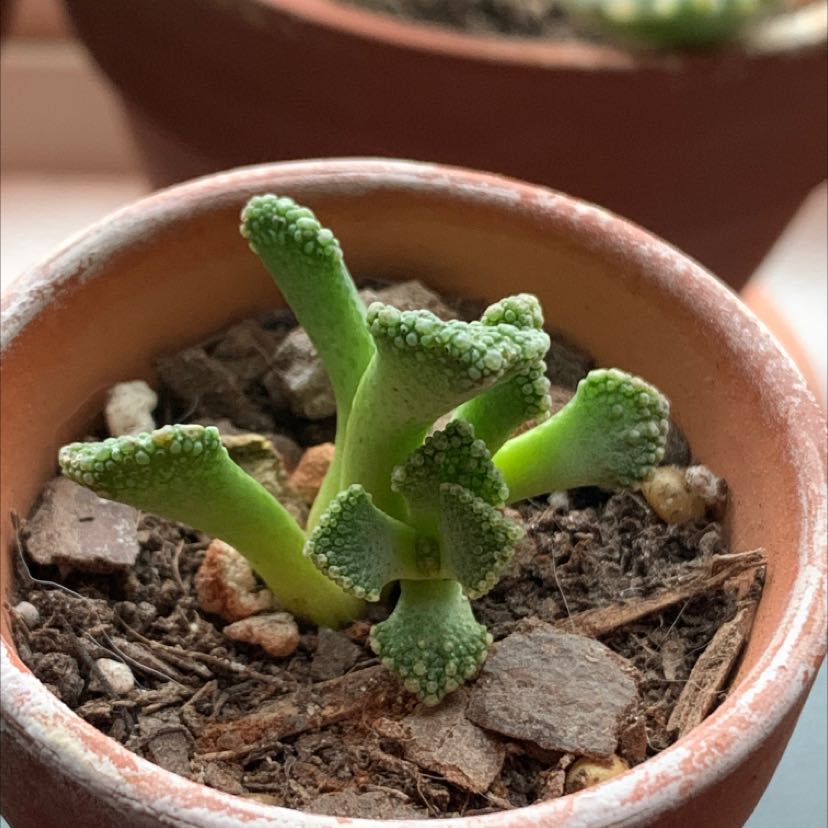 Concrete Leaf Living Stone plant in a terracotta pot with dry soil and debris.