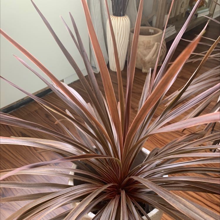Photo of the plant species Cabbage Tree by @SapientMiro named Baesil on Greg, the plant care app