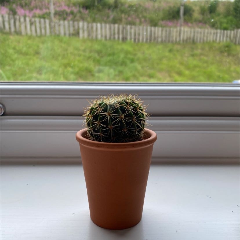 Scarlet Hedgehog Cactus in a terracotta pot on a windowsill with a garden view.