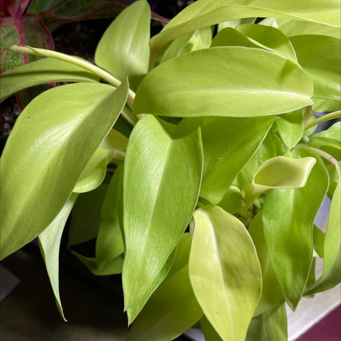 Philodendron 'Malay Gold' plant with vibrant green leaves.