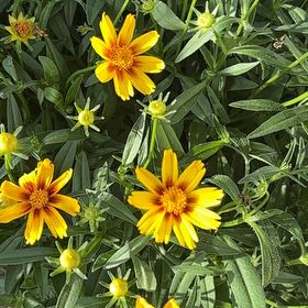 Photo of the plant species Large-Flowered Tickseed by @FinestEndive named Girlfrond on Greg, the plant care app