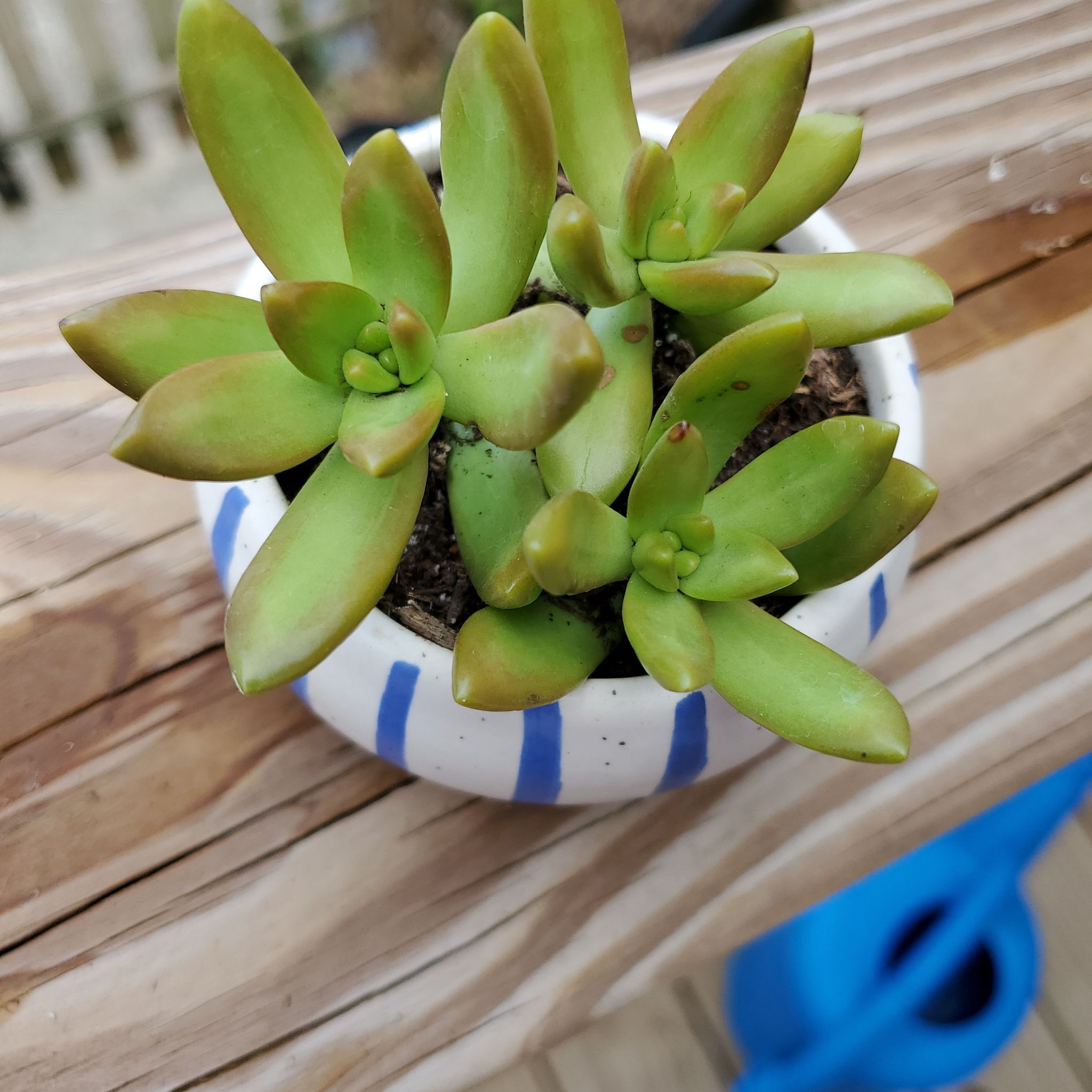 Sedum adolphi 'Sunset' plant in a small pot with vibrant green leaves and reddish tips.