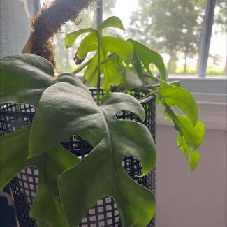 Mini Monstera plant in Preston, Maryland