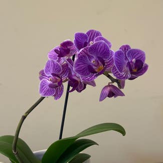 Phalaenopsis Orchid plant in Preston, Maryland