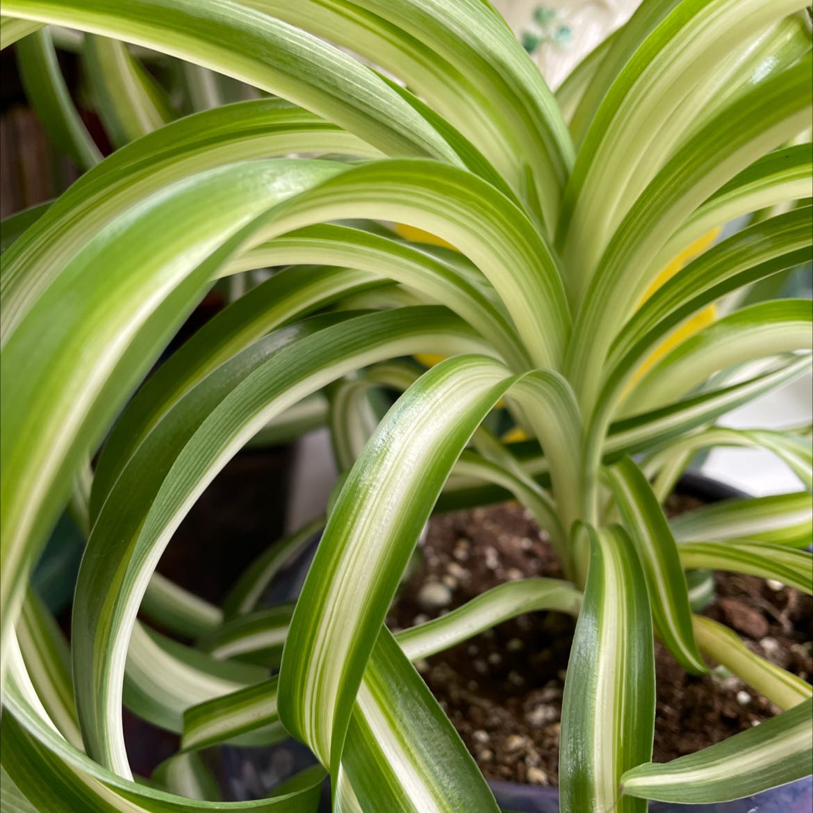 Purple spider | A plant by @DominantOrpine on Greg