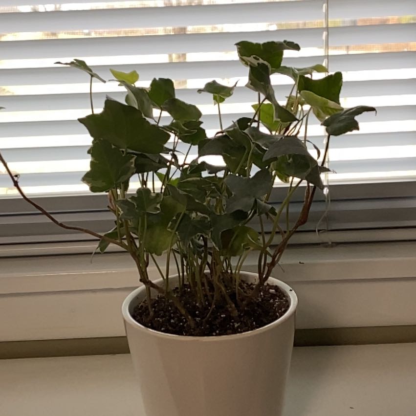 Photo of the plant species Ivy by @SoigneMandrake named Sproutacus on Greg, the plant care app