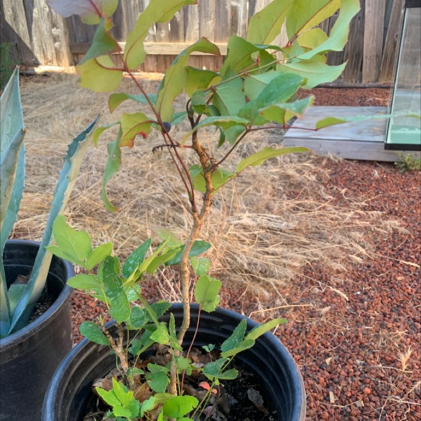 Creeping Mahonia