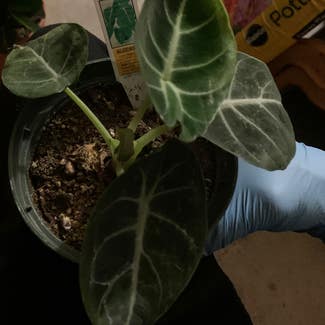 Alocasia amazonica plant in Santa Rosa, California