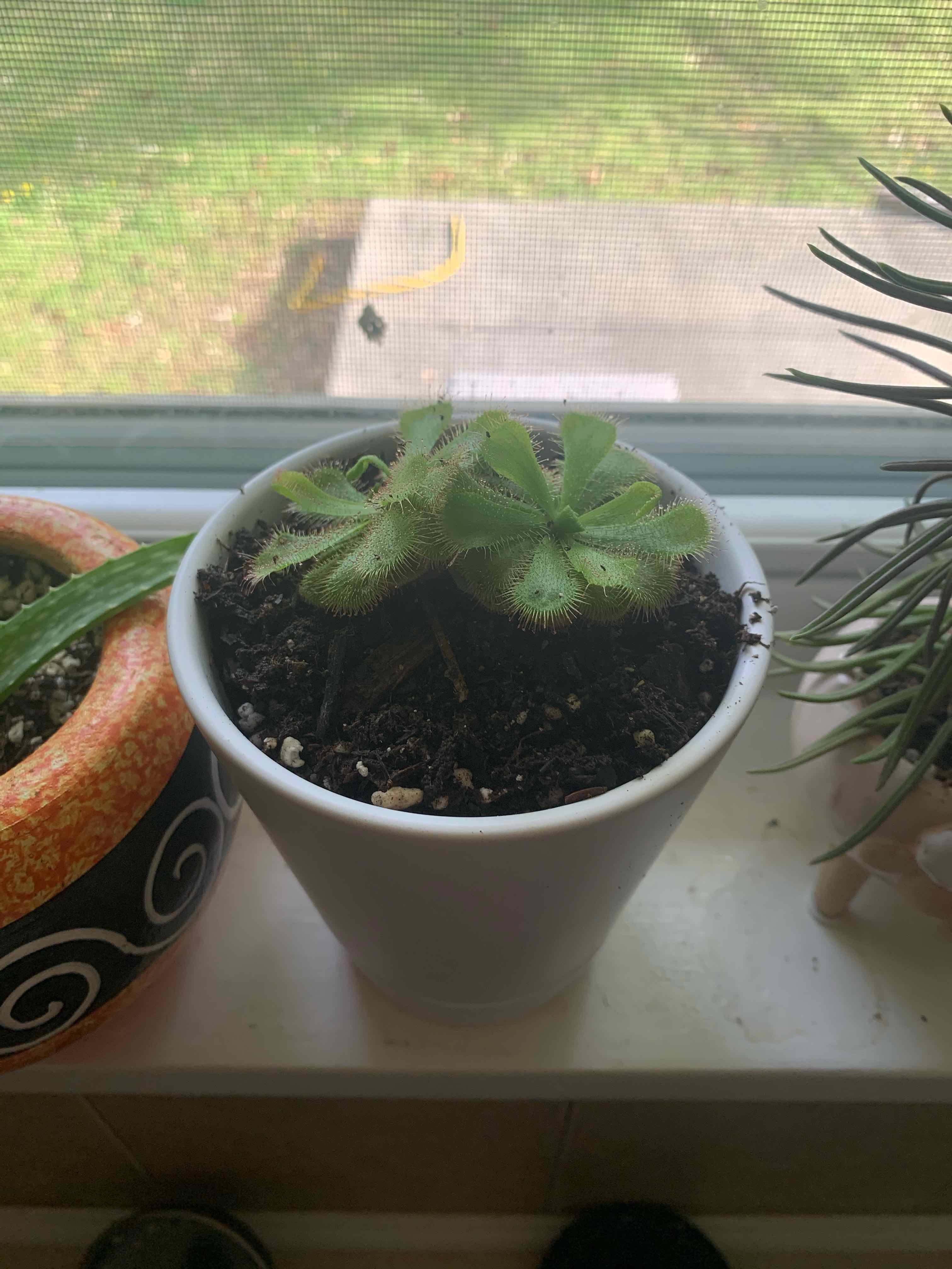 Potted Australian Sundew plant on a windowsill with visible soil.