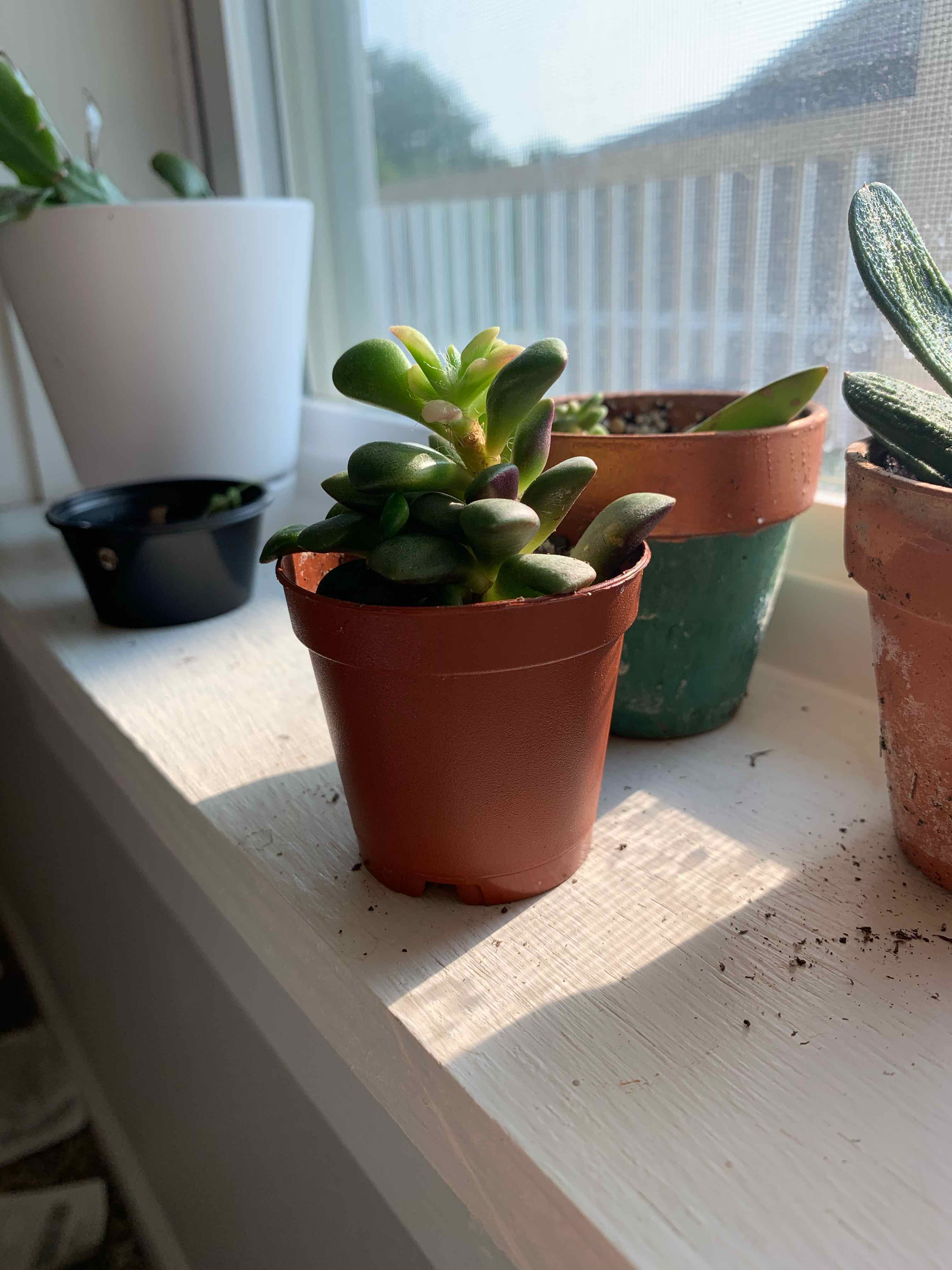 Plant care for Avonia on Greg, the plant care app