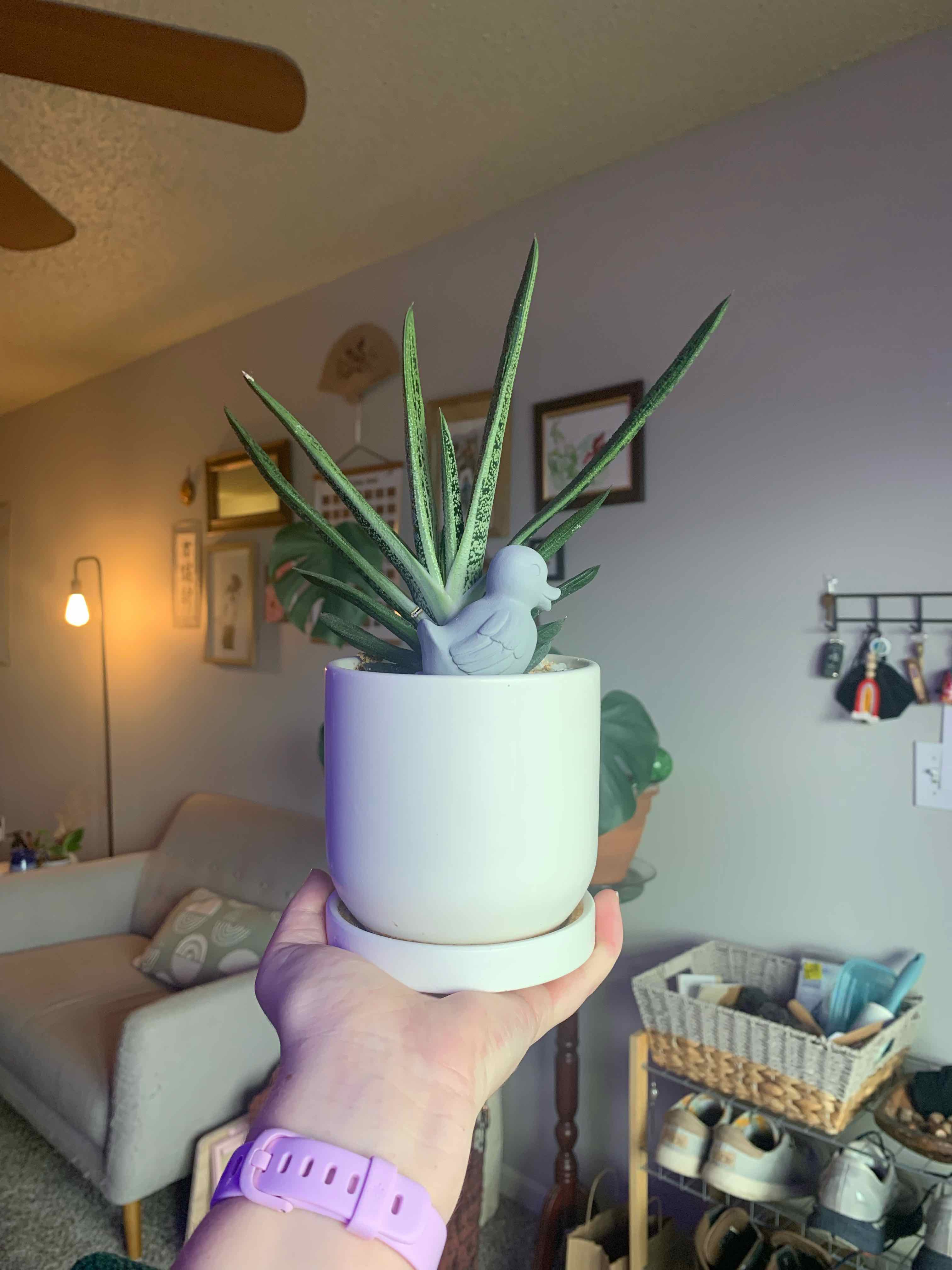Healthy Gasteria obliqua plant in white pot held by human hand, with long spotted green leaves and no signs of damage or discoloration.