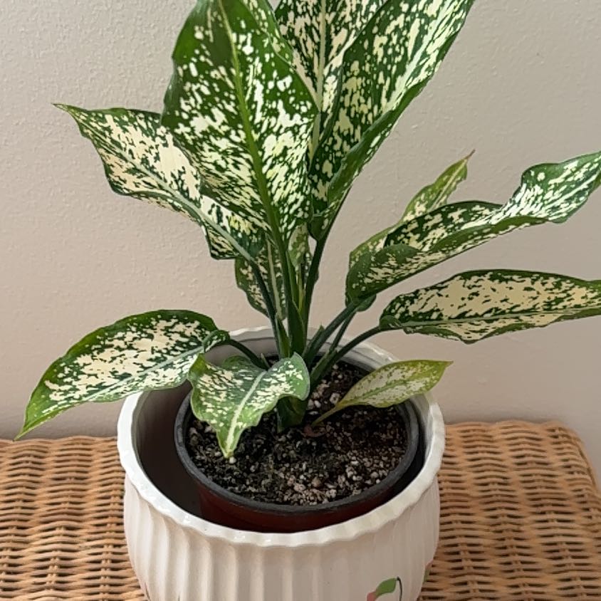 Photo of the plant species Aglaonema 'Spring Snow' by @Graceestone named Snow white on Greg, the plant care app
