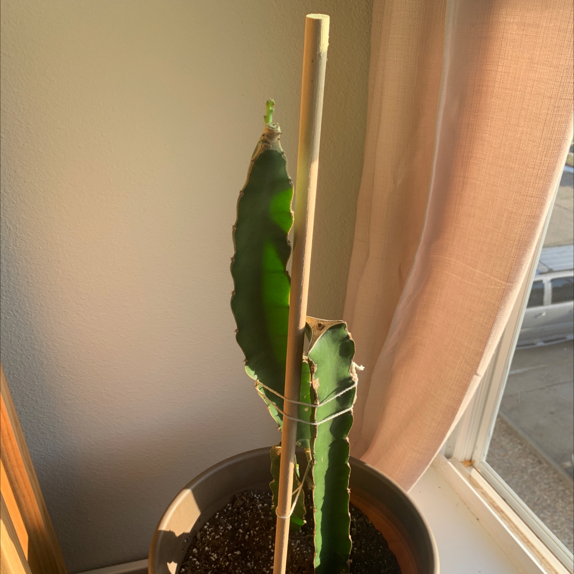 Potted dragonfruit plant with two stems supported by a wooden stake near a window.