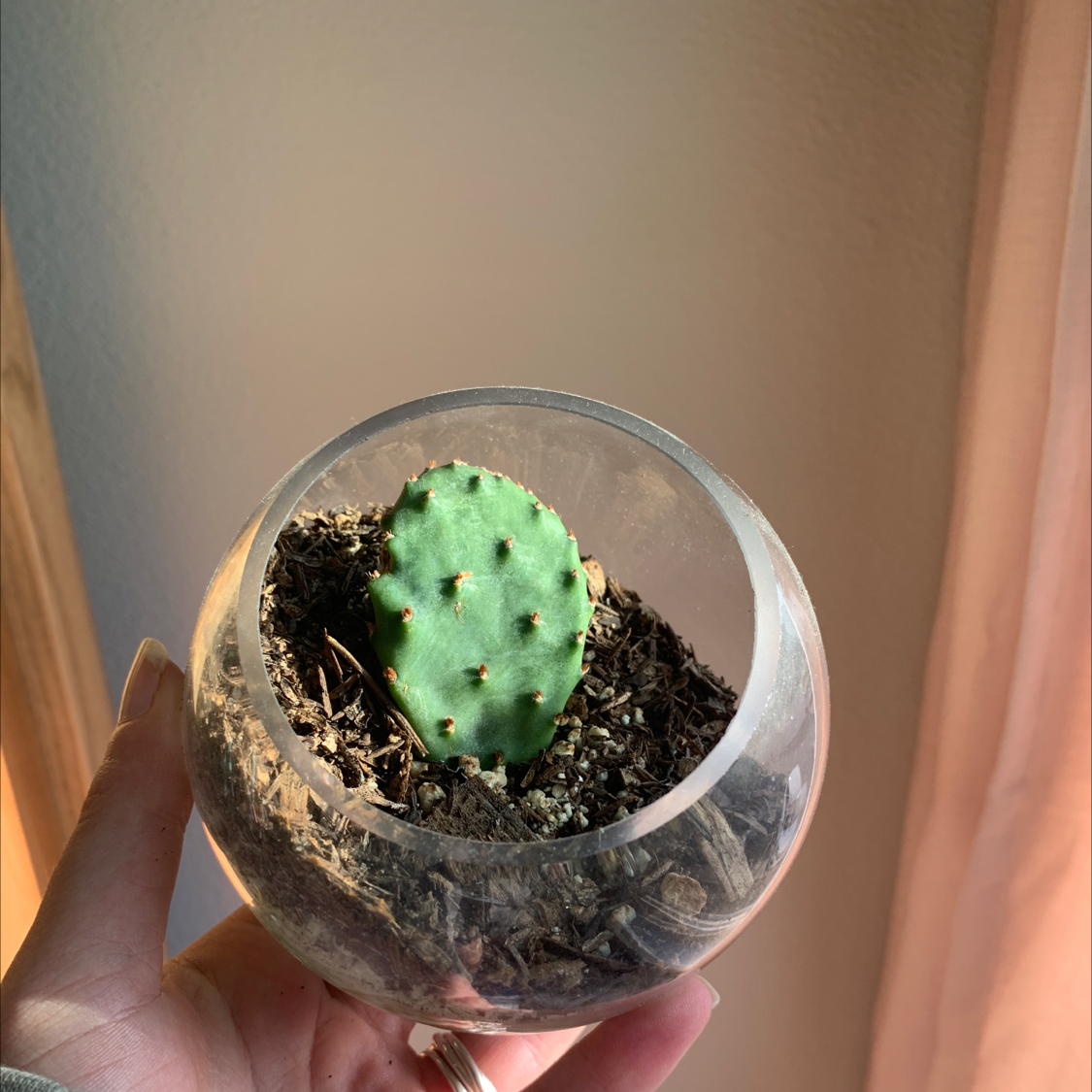 Smooth Prickly Pear cactus in a glass container with soil, held by a hand.