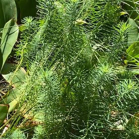 Photo of the plant species Spinulum annotinum by @YiftPecan named Girlfrond on Greg, the plant care app