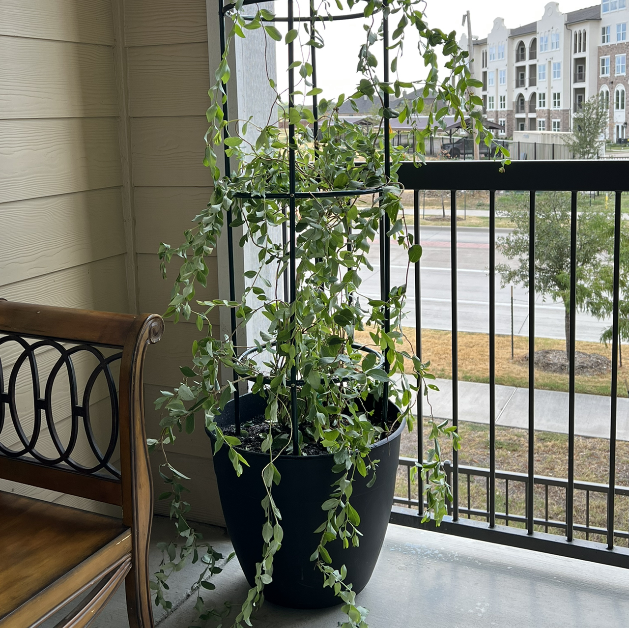 Photo of the plant species Climbing Corydalis by @PlantGreenridge named Ivy Vienstein on Greg, the plant care app