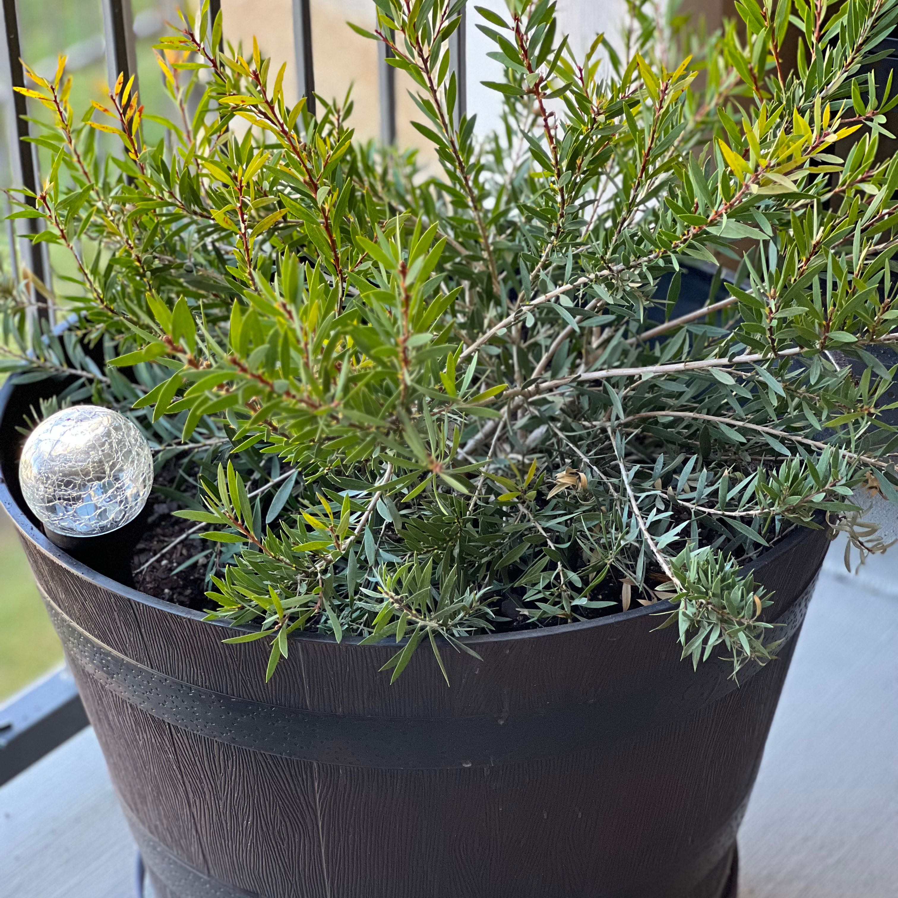 Photo of the plant species Woodlanders Hardy Bottlebrush by @PlantGreenridge named Remington on Greg, the plant care app