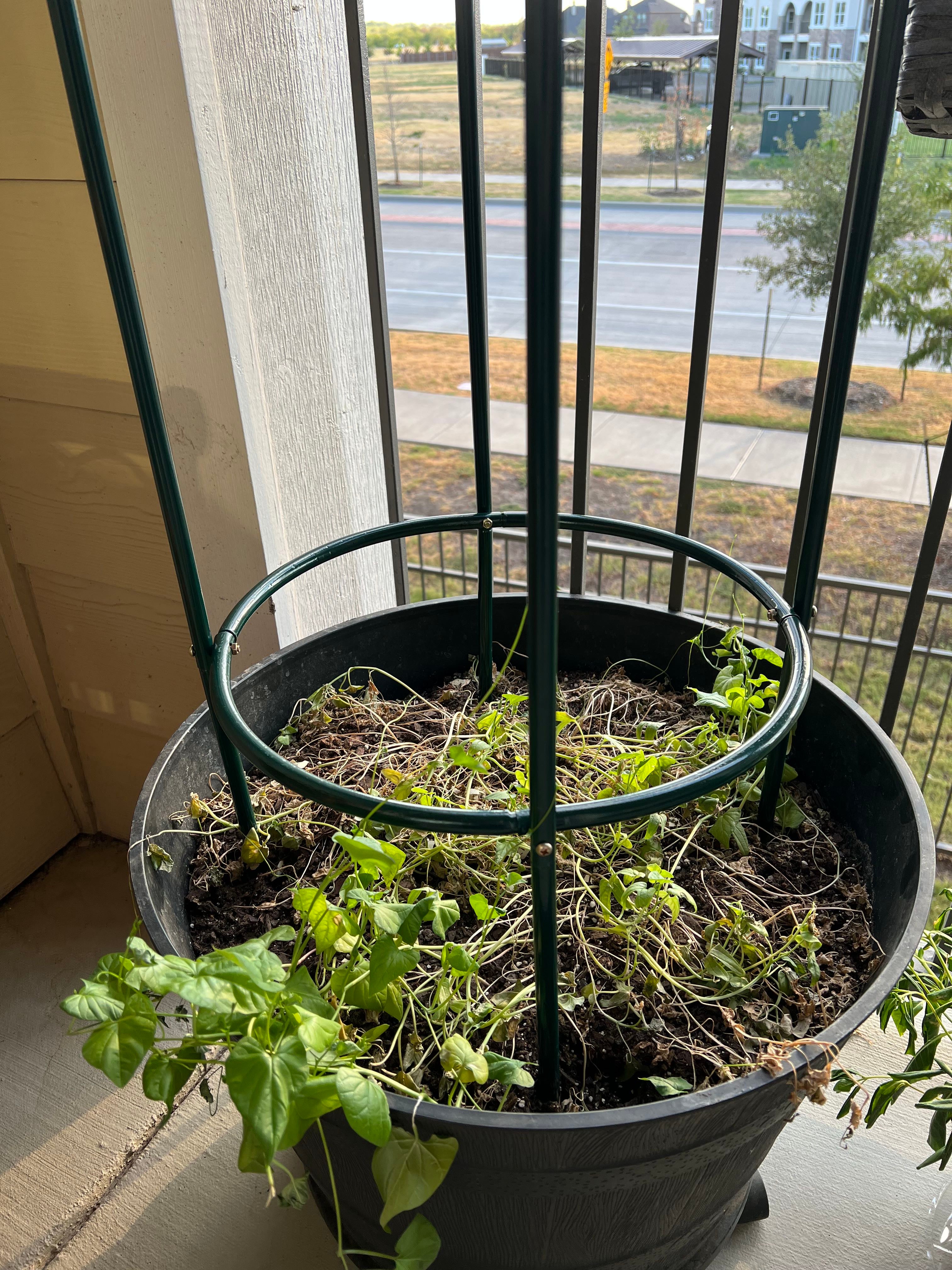 Why is my Morning Glory dying?!?