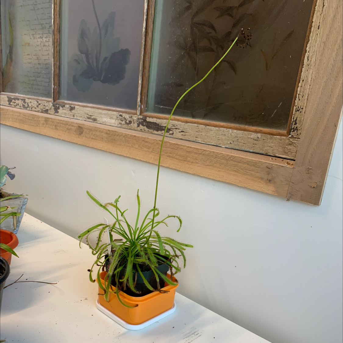 Photo of the plant species Drosera capensis 'Bot River' by @feliciafreeman named drosera on Greg, the plant care app