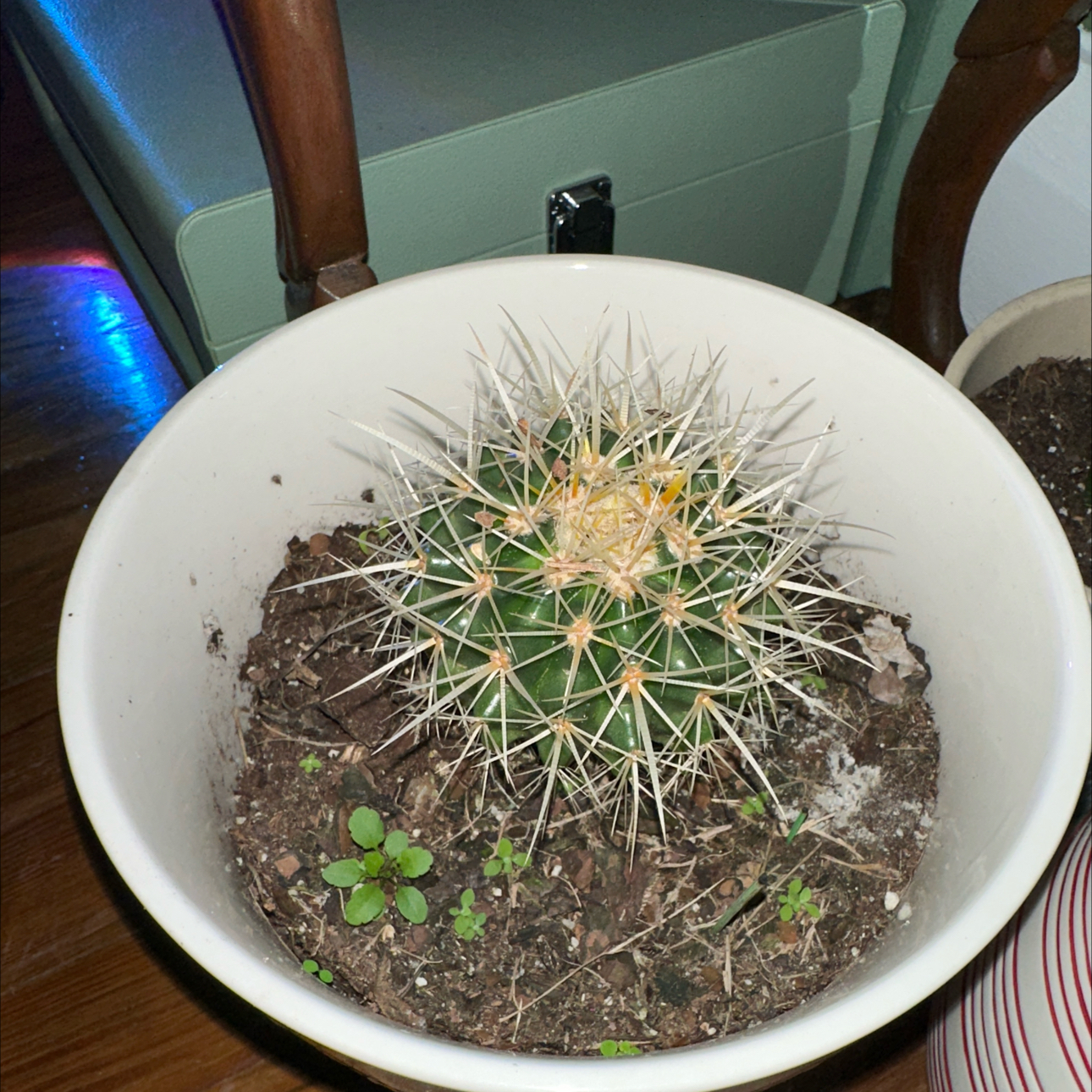 Potted cactus with visible spines and some yellowing at the top, in a white pot with soil.