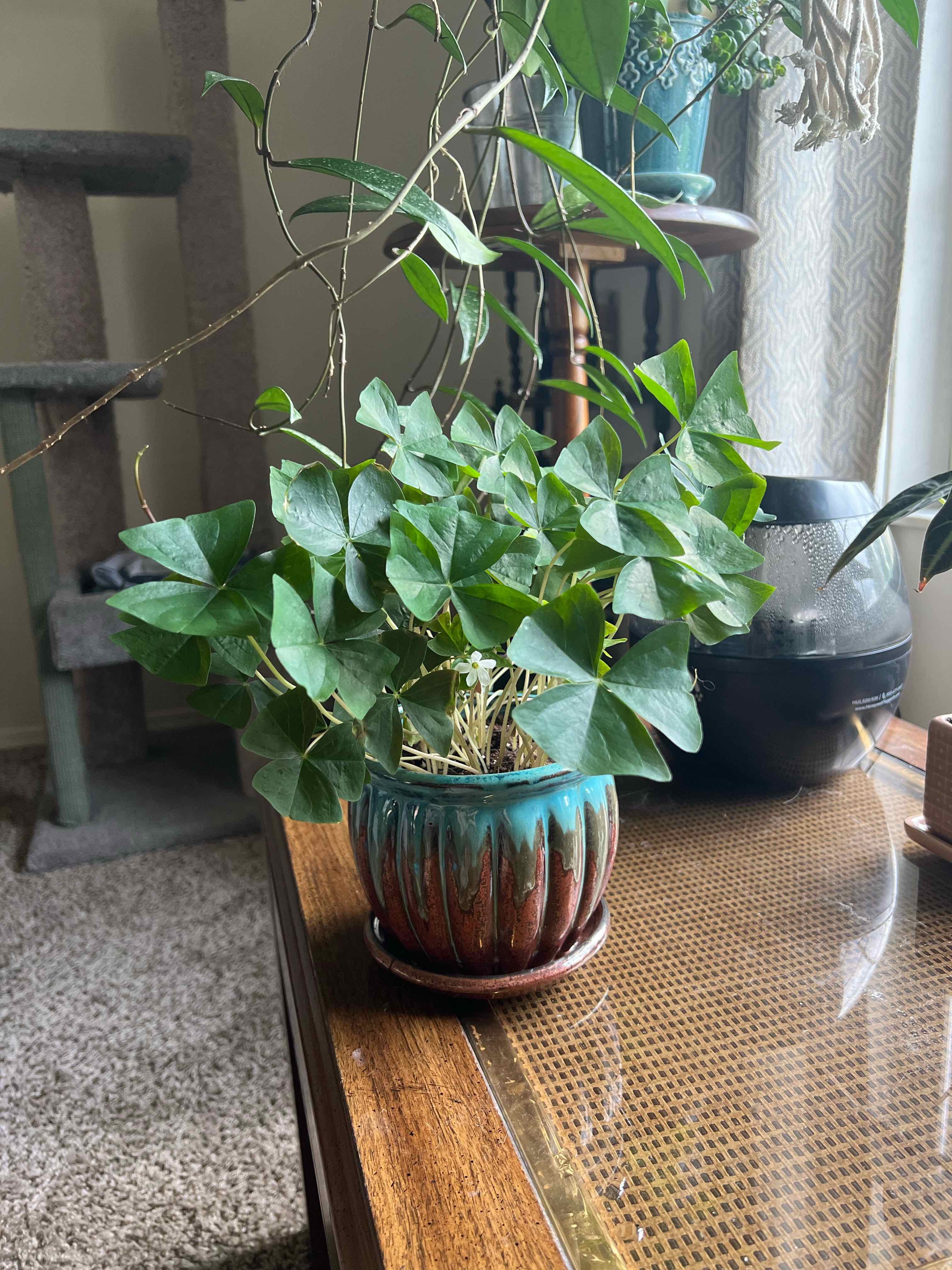 Potted Shamrock plant with green leaves on a wooden table indoors.