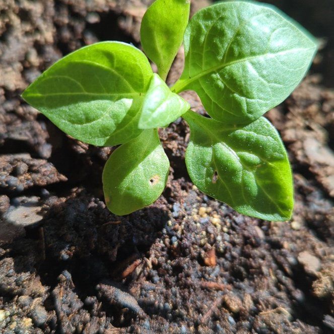 Photo of the plant species Belladonna by @DreamyBushlily named Gaga on Greg, the plant care app