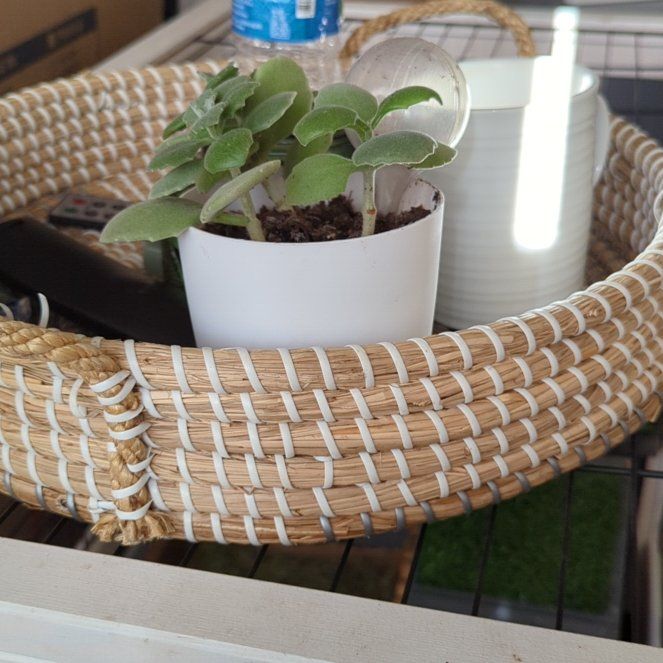 Photo of the plant species Succulent by @deweysplants named Succulent on Greg, the plant care app