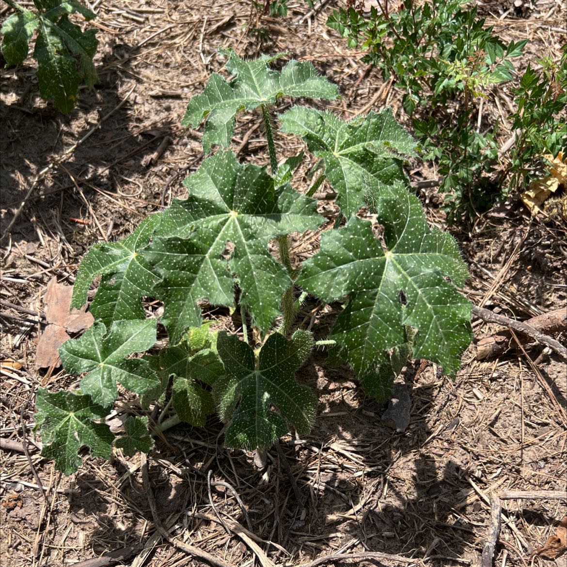 Photo of the plant species Texas Bullnettle by @SecureGoldwire named Your plant on Greg, the plant care app