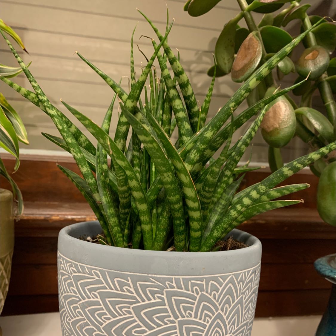 Dracaena 'Mikado' plant in a decorative pot, appears healthy with green upright leaves.