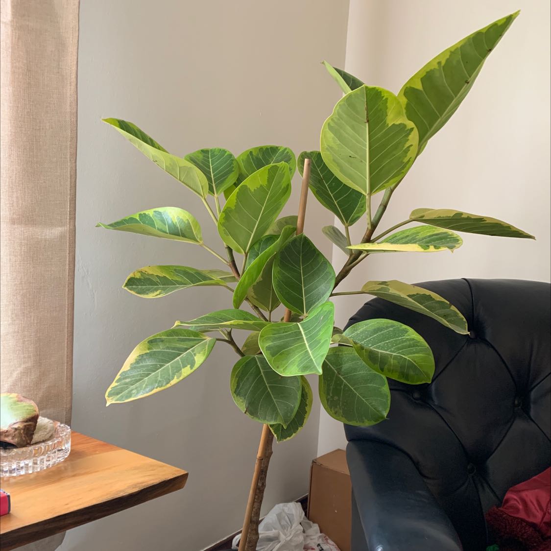 Photo of the plant species Ficus 'Golden Gem' by Katherine named Pisa on Greg, the plant care app