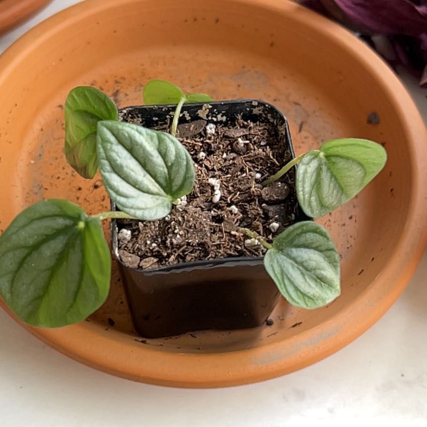 Silver Frost Peperomia plant in a black pot inside a terracotta saucer with healthy green and silver leaves.