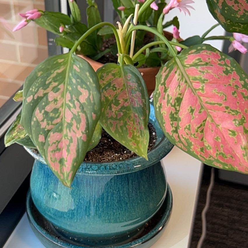 Aglaonema 'Pink Splash' plant in a blue pot with pink and green variegated leaves.