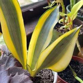 Photo of the plant species Ghost Snake Plant by Katherine named Casper on Greg, the plant care app