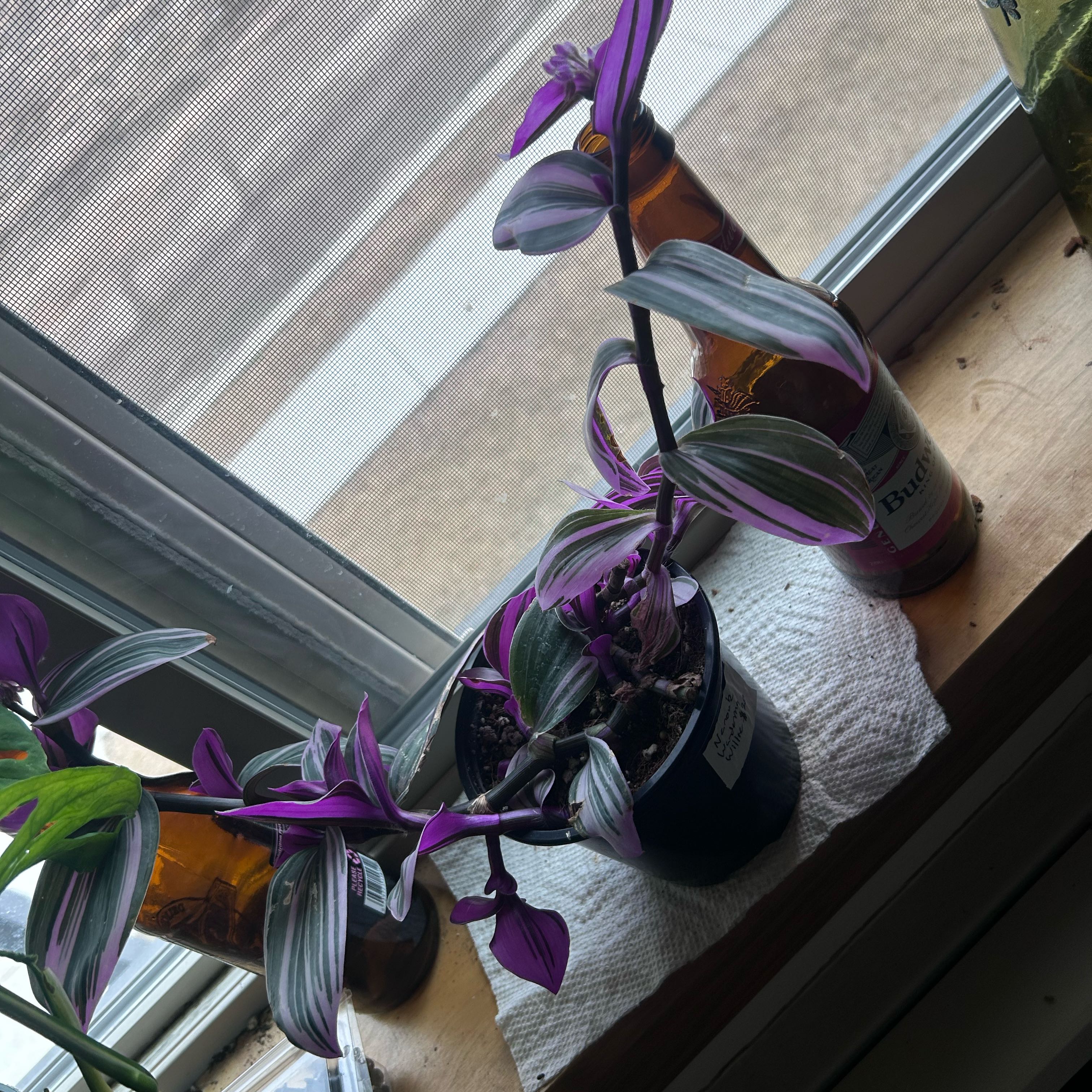 Healthy Small-Leaf Spiderwort plant with dark green and purple leaves and small purple flowers, in a white ceramic pot on a windowsill.