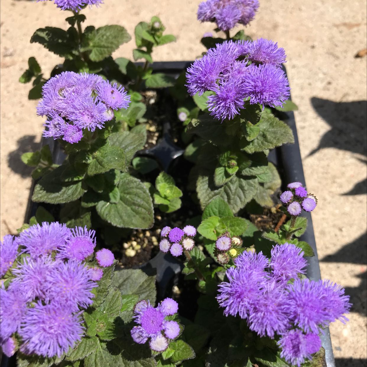 Blue Billygoat Weed plants with vibrant purple flowers in a container.