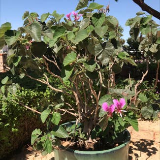 A plant in Santa Maria, California