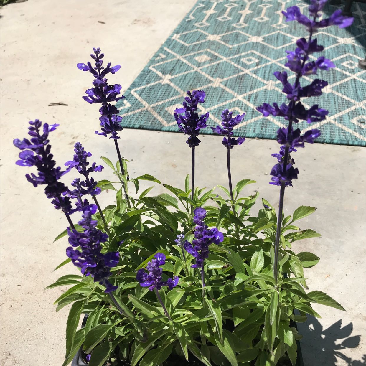 Mealycup Sage plant with vibrant purple flowers, healthy and well-framed.
