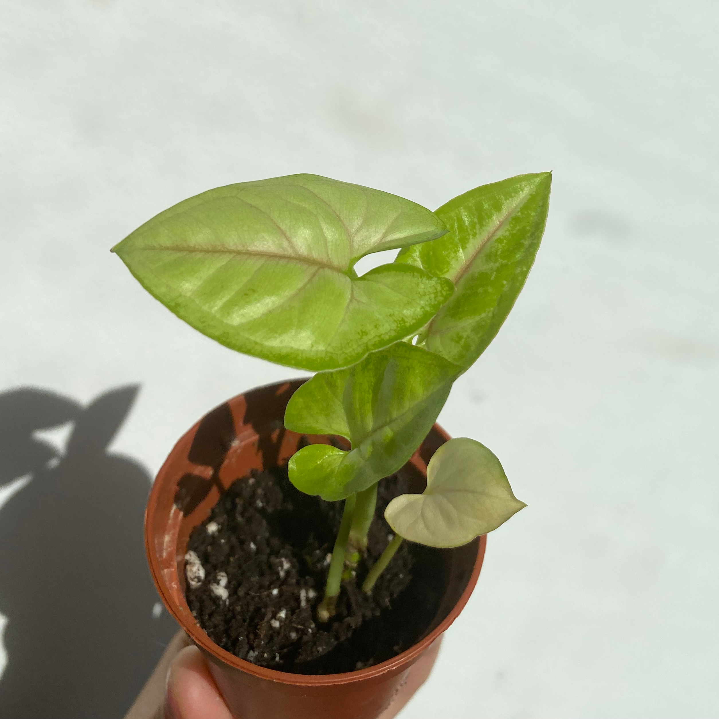 Syngonium 'Gold Allusion' plant in a pot with healthy green leaves.