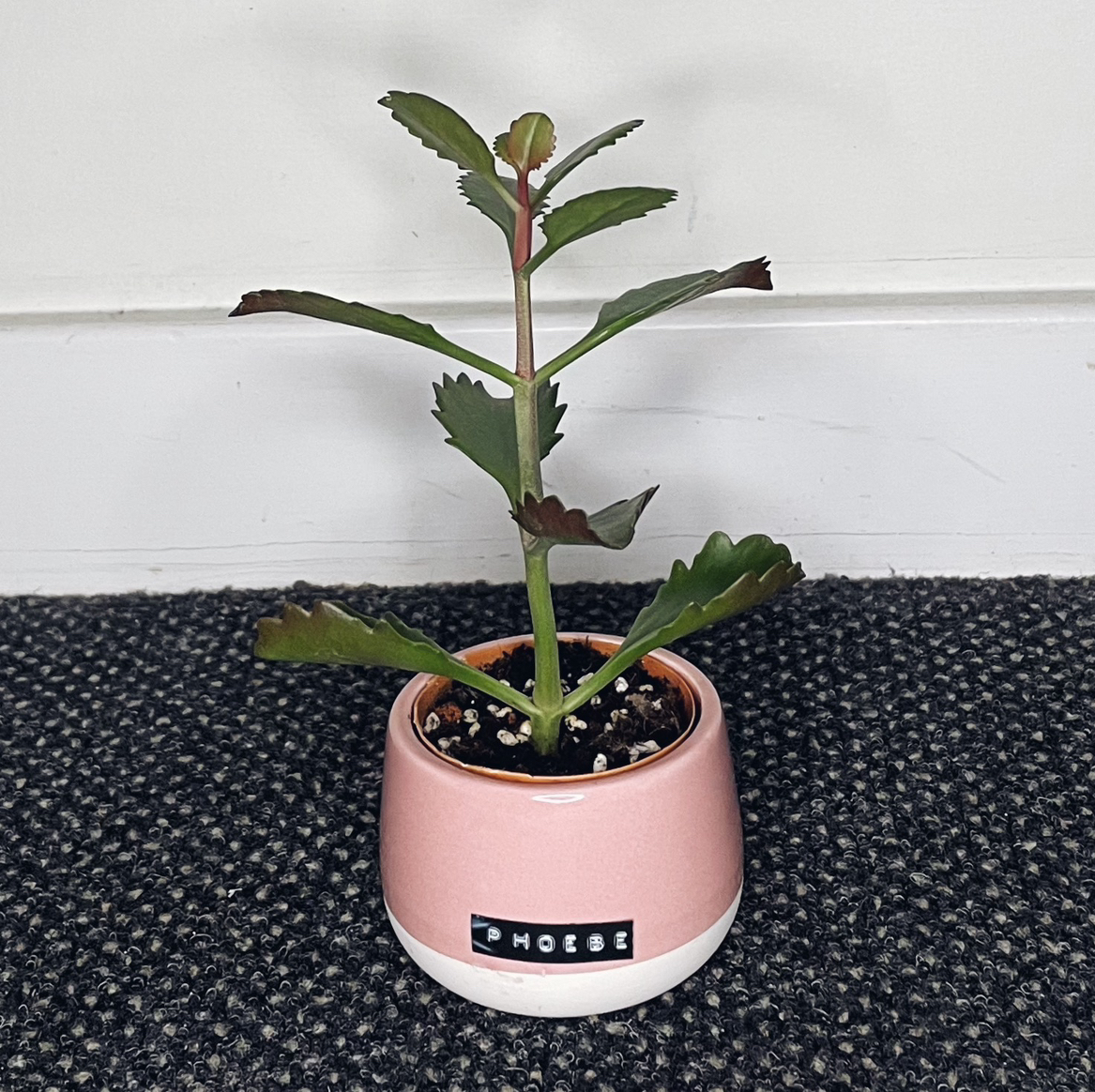 Tugela Cliff-Kalanchoe plant in a pink pot, healthy with no visible leaf discoloration.