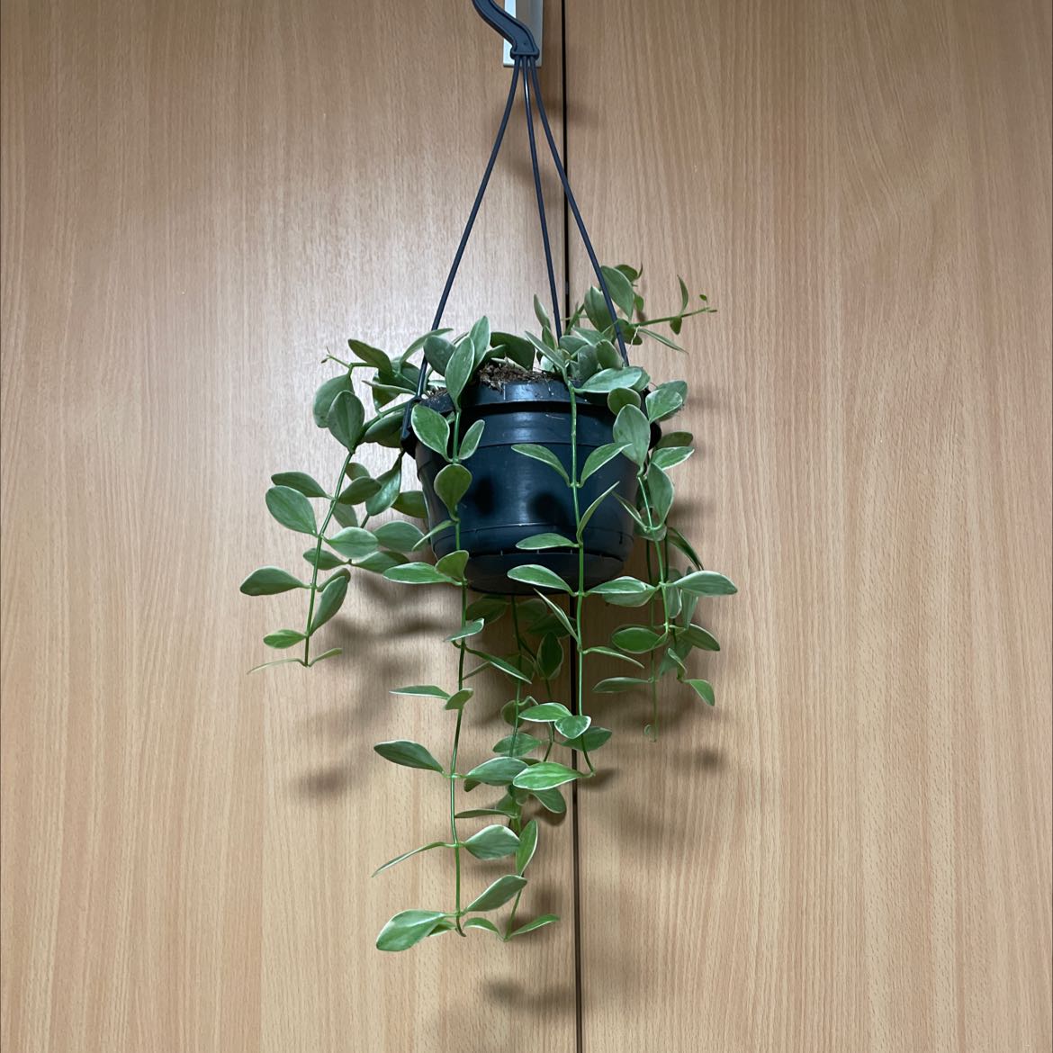 Hanging Dischidia oinatha plant with healthy green leaves in a pot.