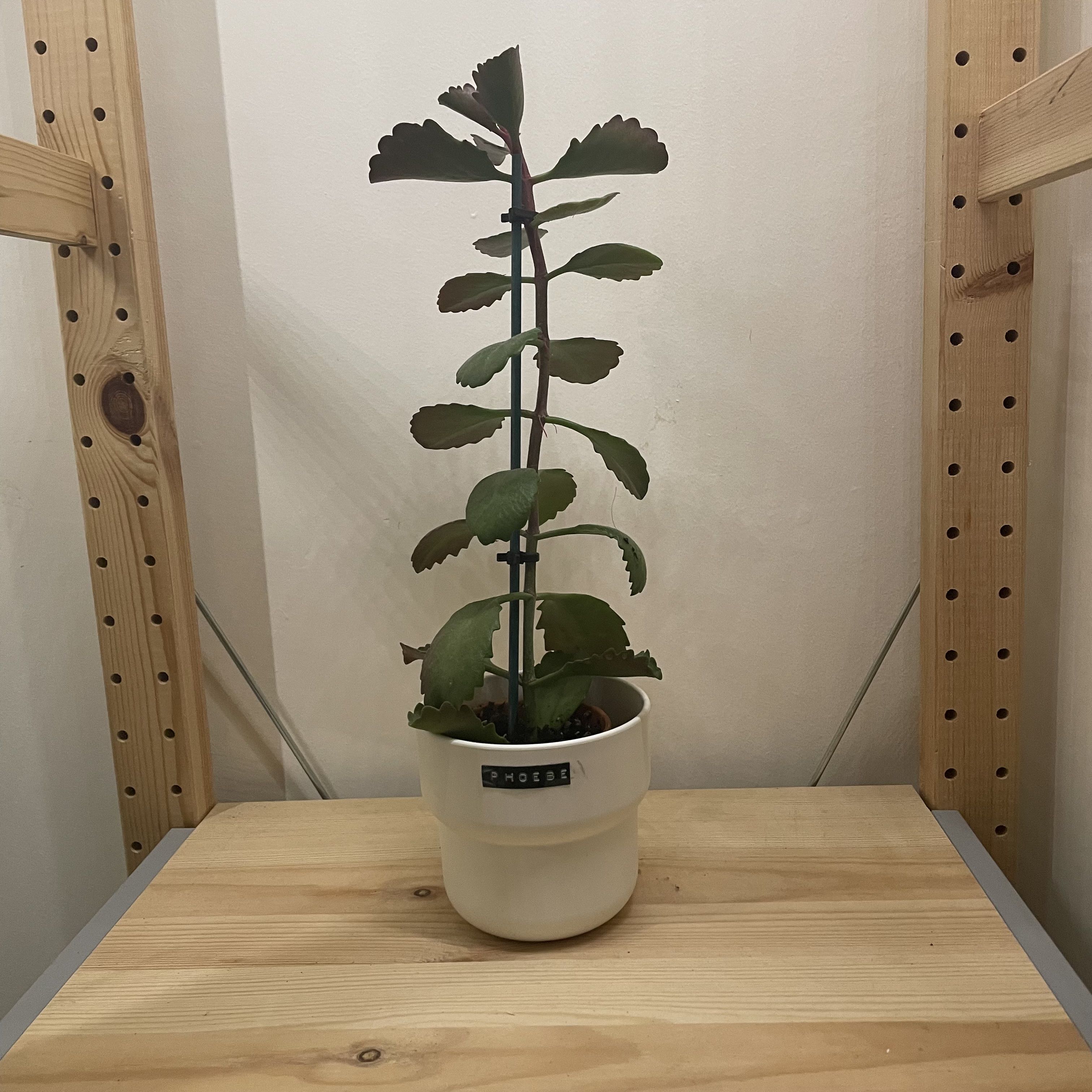 Tugela Cliff-Kalanchoe plant in a white pot on a wooden surface.