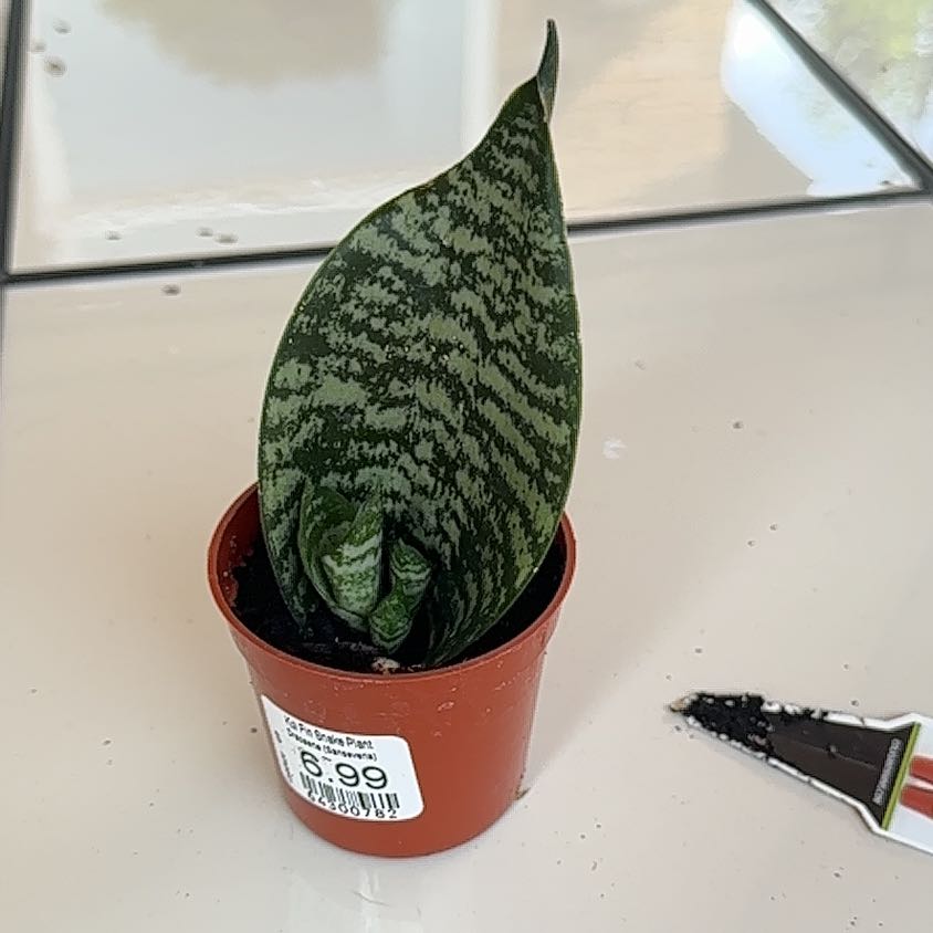 Photo of the plant species Koi Fin Snake Plant by @DefiantGabisan named Huckleberry Fern on Greg, the plant care app
