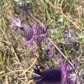 Photo of the plant species Flat Sea Holly by @AbsoluteLovage named Xena on Greg, the plant care app