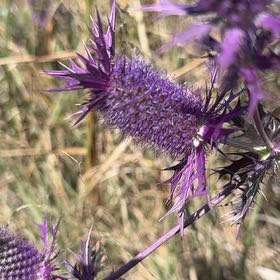 Photo of the plant species Flat Sea Holly by @AbsoluteLovage named Gomez on Greg, the plant care app