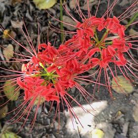 Photo of the plant species Hell Flower by @AbsoluteLovage named Harper on Greg, the plant care app