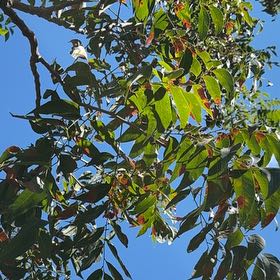 Photo of the plant species Cyprus Turpentine by @AbsoluteLovage named Zion on Greg, the plant care app