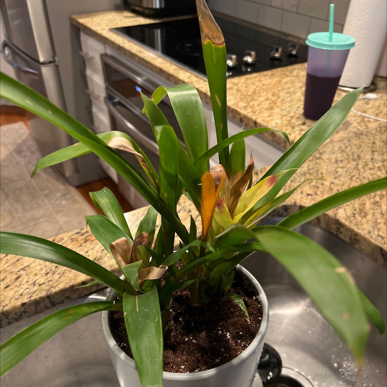 Photo of the plant species Aechmea fasciata 'Primera' by @YoungWhitlavia named Ronaldo on Greg, the plant care app